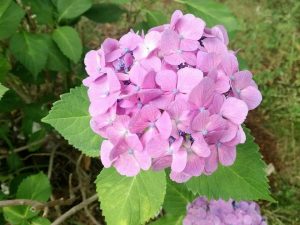 アジサイ　紫陽花の写真