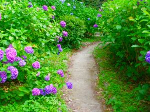 和歌山城　鶴の渓　アジサイ　紫陽花の写真