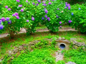 和歌山城　鶴の渓　アジサイ　紫陽花の写真