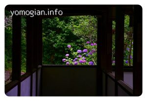 久安寺　kyuuannji　紫陽花の写真