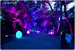 下鴨神社 糺の森の光の祭の写真｜2019