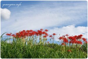 明日香村の彼岸花の写真　曼珠沙華