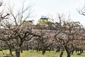 大阪城の梅林と難波宮跡公園の写真