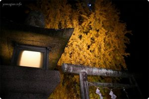 丹生酒殿神社の大銀杏のライトアップ