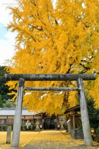丹生酒殿神社の大銀杏の写真、画像
