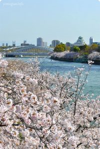 大阪城　桜　写真