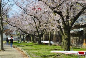 大阪城　桜　写真