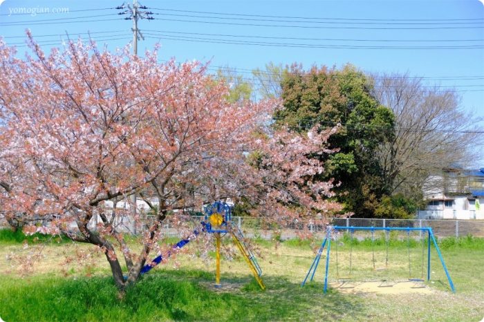 向島ちびっこ広場の桜