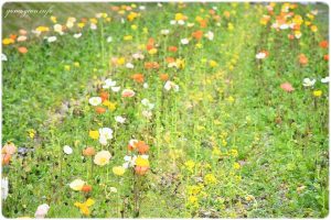 明日香村にある甘樫丘の菜の花の写真