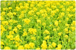明日香村にある甘樫丘の菜の花の写真