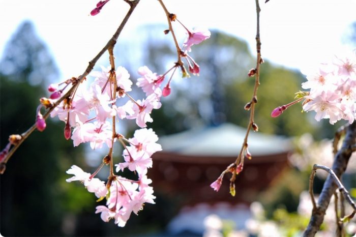 慈尊院（じそんいん）の桜の写真