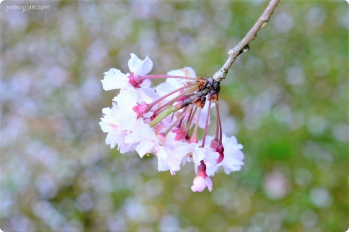 慈尊院（じそんいん）の桜の写真