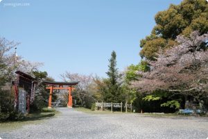 丹生官省符神社（にうかんしょうふじんじゃ）の桜の写真