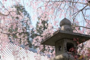 勝利寺（しょうりじ）の桜の写真