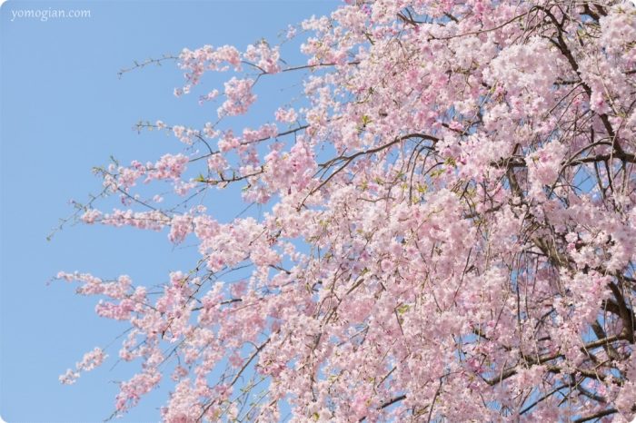 勝利寺（しょうりじ）の桜の写真