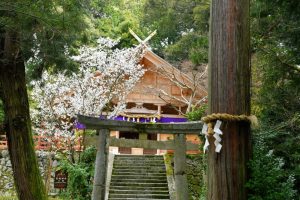 春の高鴨神社の写真　奈良県御所市