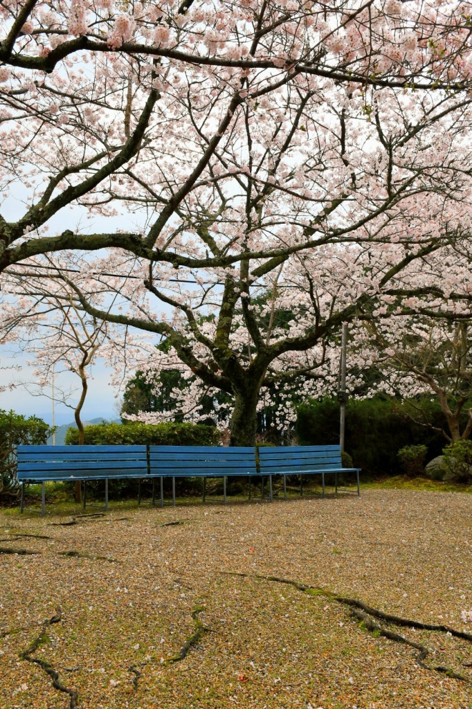 伏見山菩提寺の桜の写真