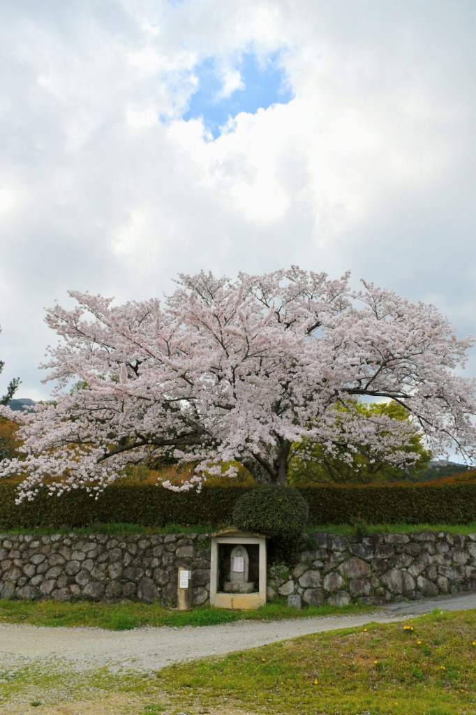 春の九本寺の写真　桜