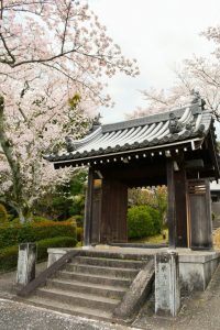 春の九本寺の写真　桜