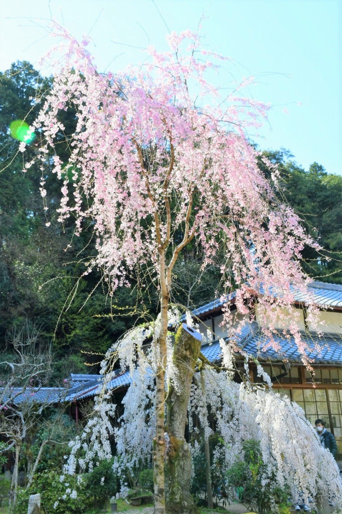 奈良県宇陀市にある大野寺の写真