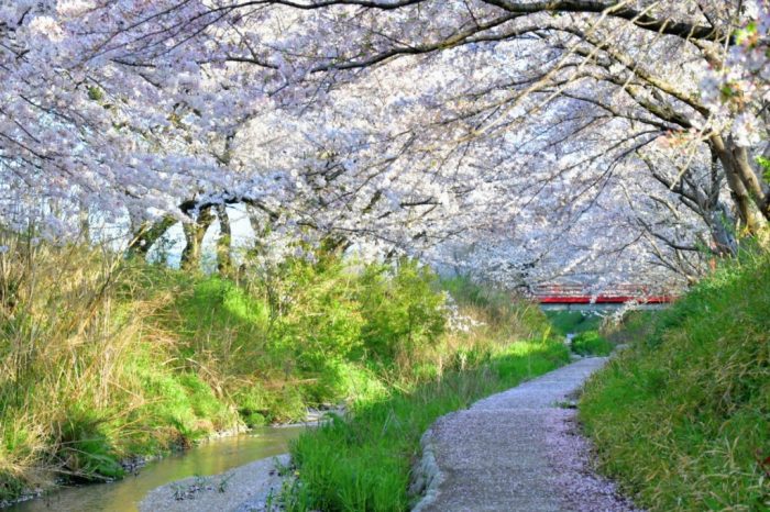 御所市にある柳田川の桜の写真