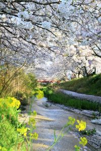 御所市にある柳田川の桜の写真
