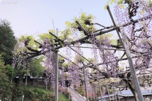高野口八幡神社（名倉八幡神社）の藤の花