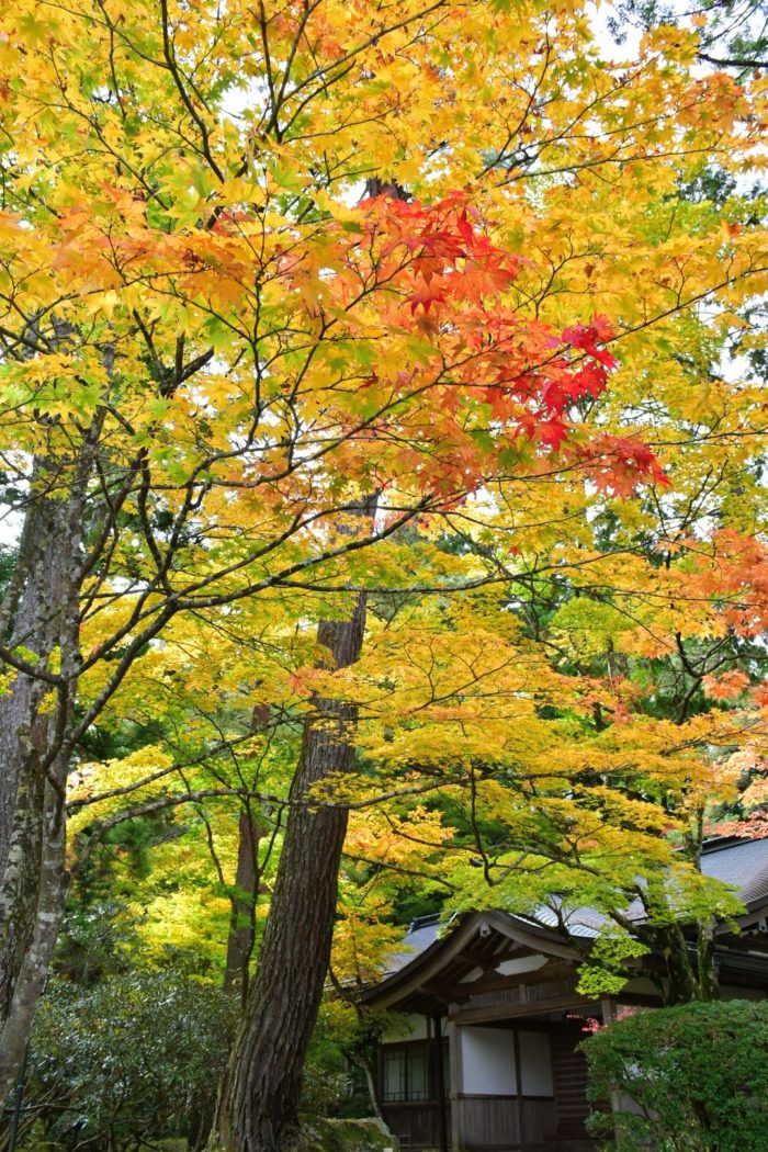 霊宝館 霊宝館の前も色とりどりのモミジで綺麗な紅葉スポットです。