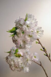 八重桜（松月桜）
