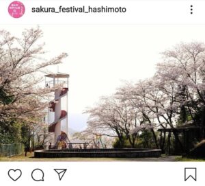 橋本市高野口公園桜ウィークのフォトコンテスト2021年　満開賞