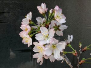 施術所の啓翁桜が咲きました