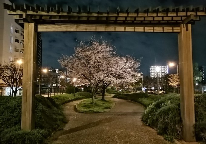 難波塩草敷津公園の桜