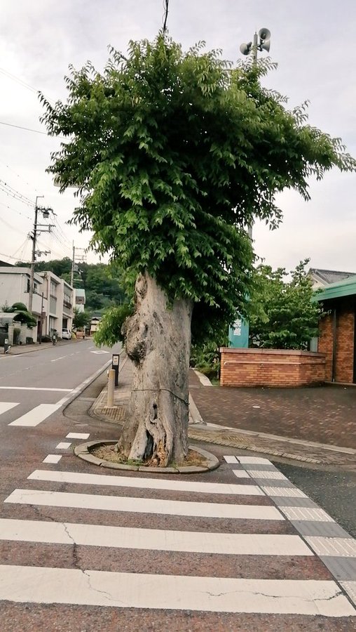 高野口駅前通りの木