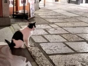 夜の法善寺に猫 かわゆい