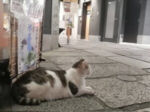 夜の法善寺に猫 かわゆい