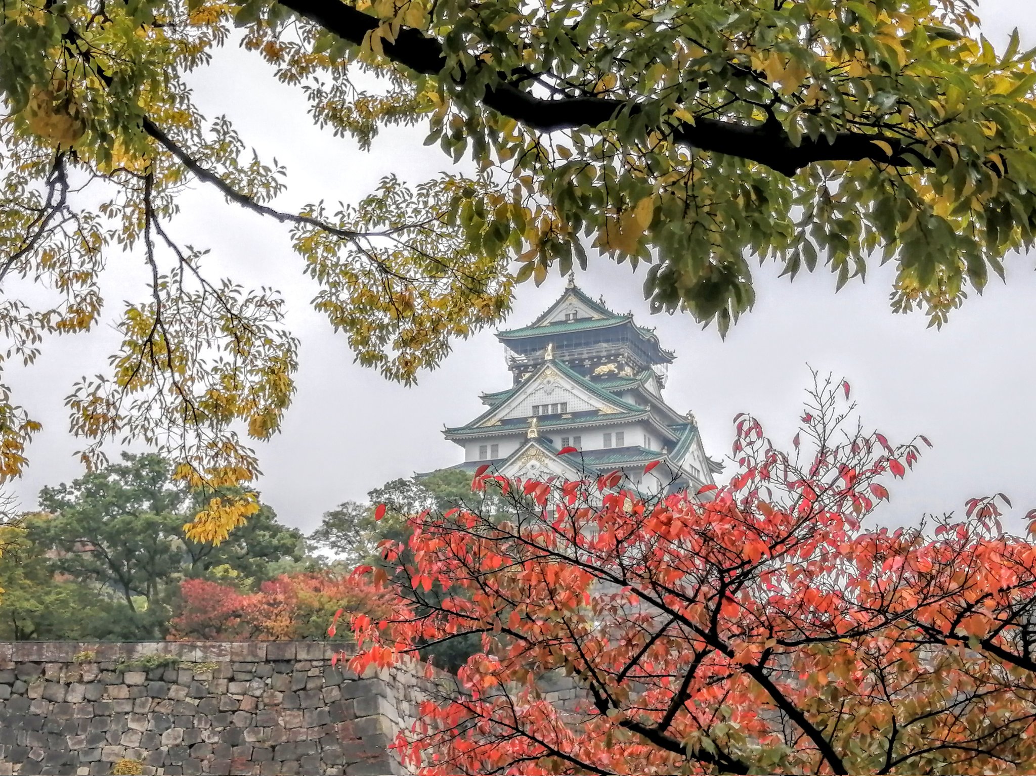 大阪城　雨の　紅葉の写真　Photo　天守閣