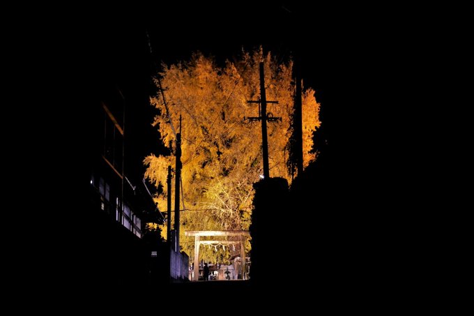 niusakadonojinjya 丹生酒殿神社の大銀杏のライトアップの写真　Phot