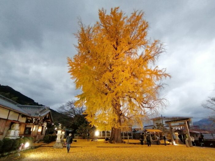 niusakadonojinjya 丹生酒殿神社の大銀杏のライトアップの写真　Phot