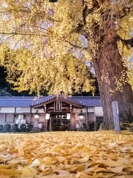 niusakadonojinjya 丹生酒殿神社の大銀杏のライトアップの写真　Photo