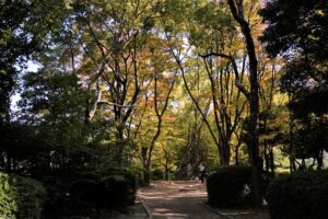 写真　秋の長居植物園　Photo