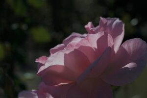 バラの写真　長居植物園　Photo