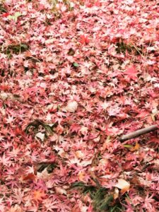 和歌山城の紅葉の写真　庭園