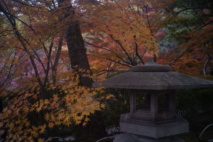 和歌山城の紅葉の写真