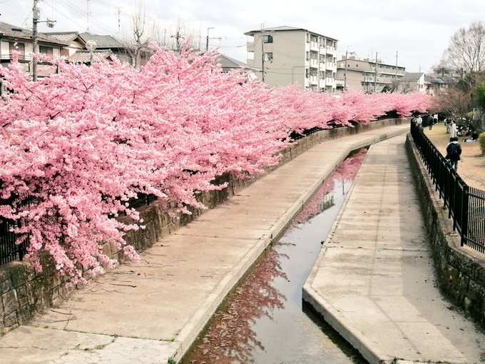 淀の河津桜、